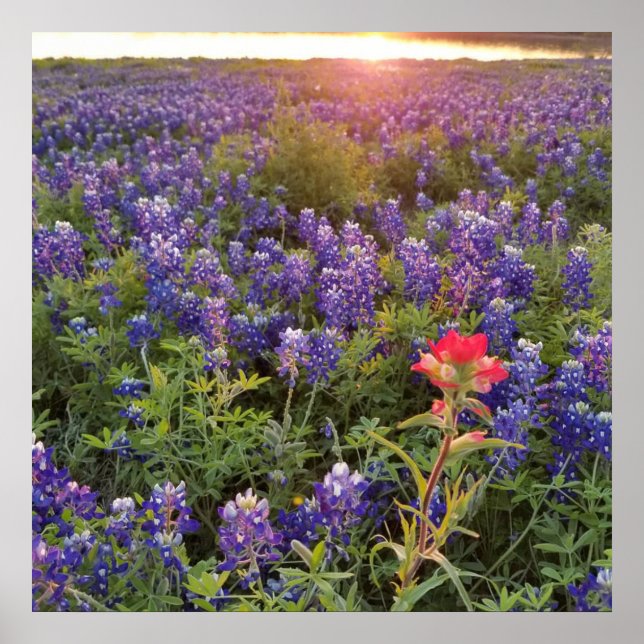 Bluebonnet Sunset Poster (Front)