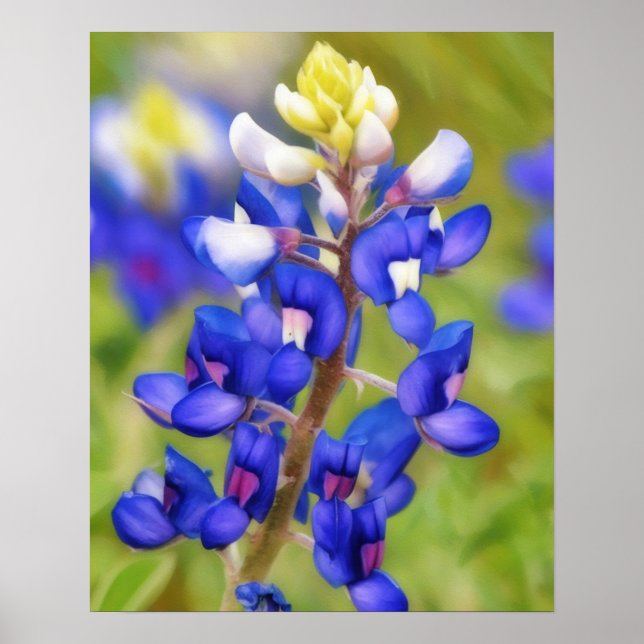 Bluebonnet Texas Flower Close Up Wildflower Poster (Front)