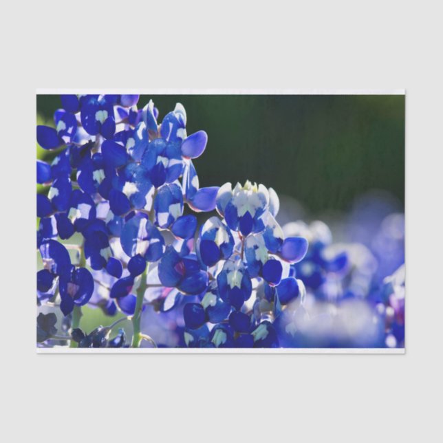 Bluebonnet Tissue Paper (Front)