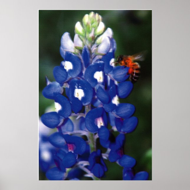 bluebonnet with bee poster (Front)