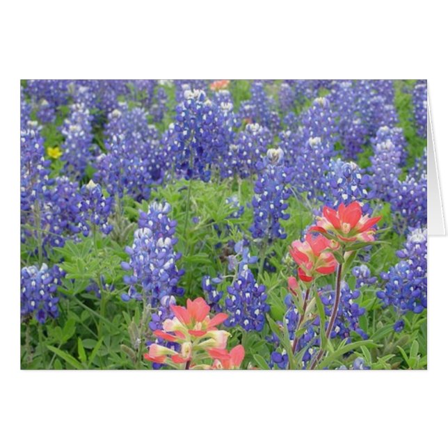 Bluebonnets (Front Horizontal)