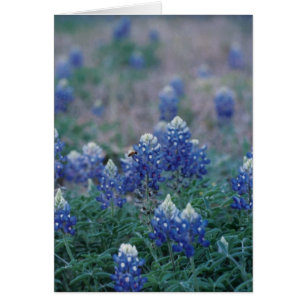Bluebonnets