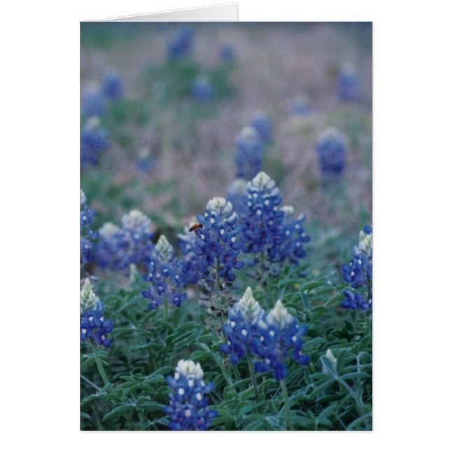 Bluebonnets (Front)