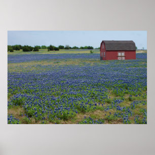 Bluebonnets and a Red Barn Poster