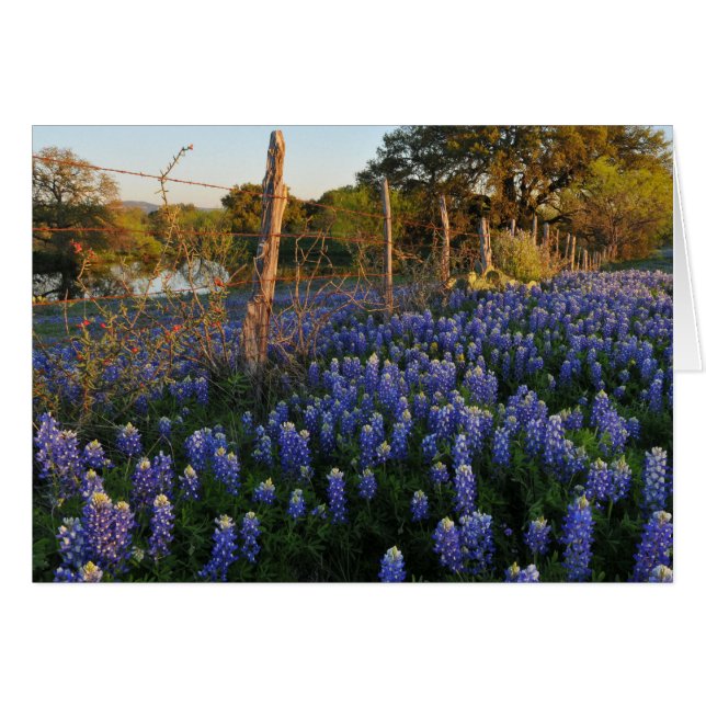 Bluebonnets and Barbed Wire Fence (Front Horizontal)