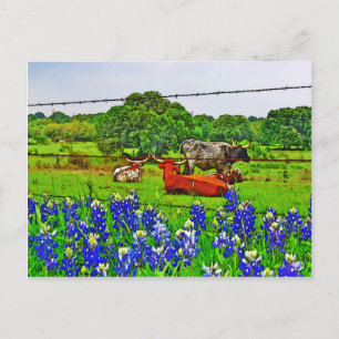 Bluebonnets and Longhorns, Texas Hill Country Postcard