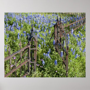 Bluebonnets and phlox surrounding cemetery gate poster