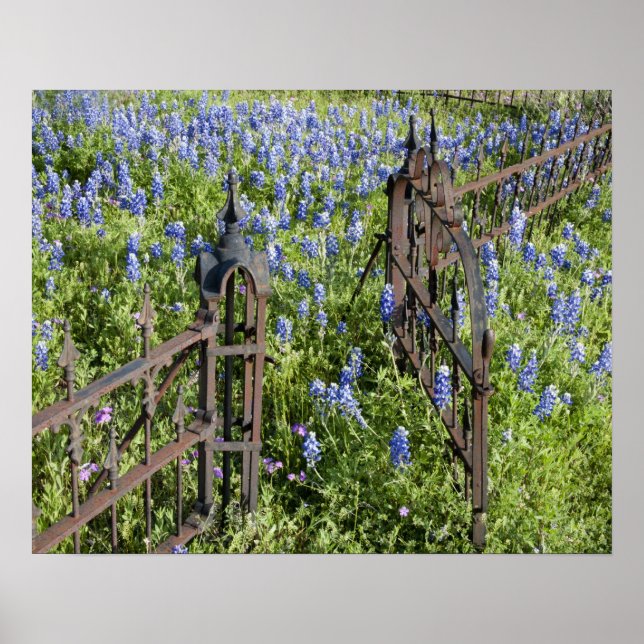 Bluebonnets and phlox surrounding cemetery gate poster (Front)