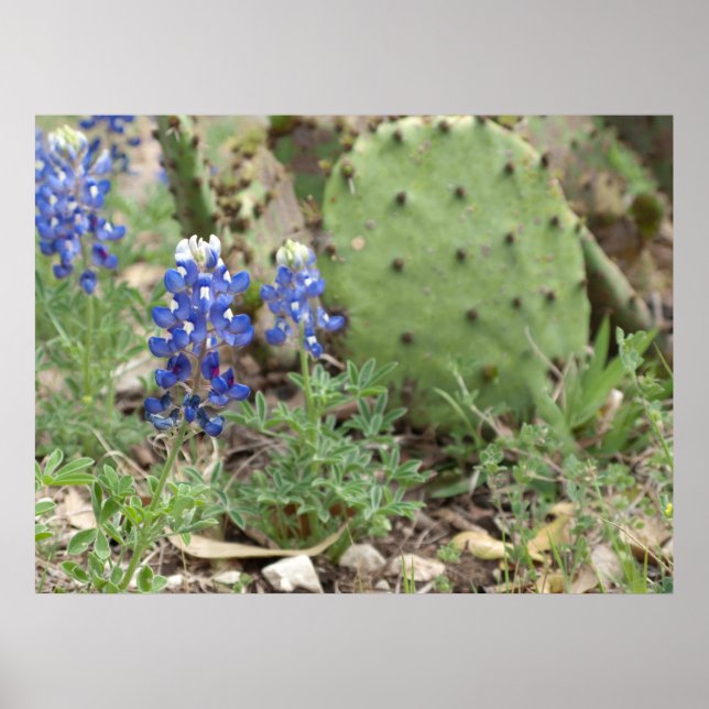 Bluebonnets and Prickly Pear Poster (Front)
