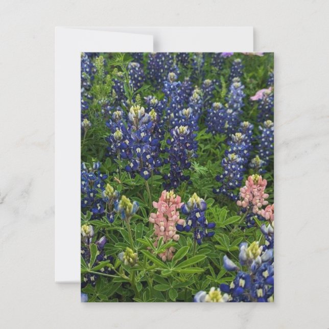 Bluebonnets and Snapdragons Holiday Card (Front)