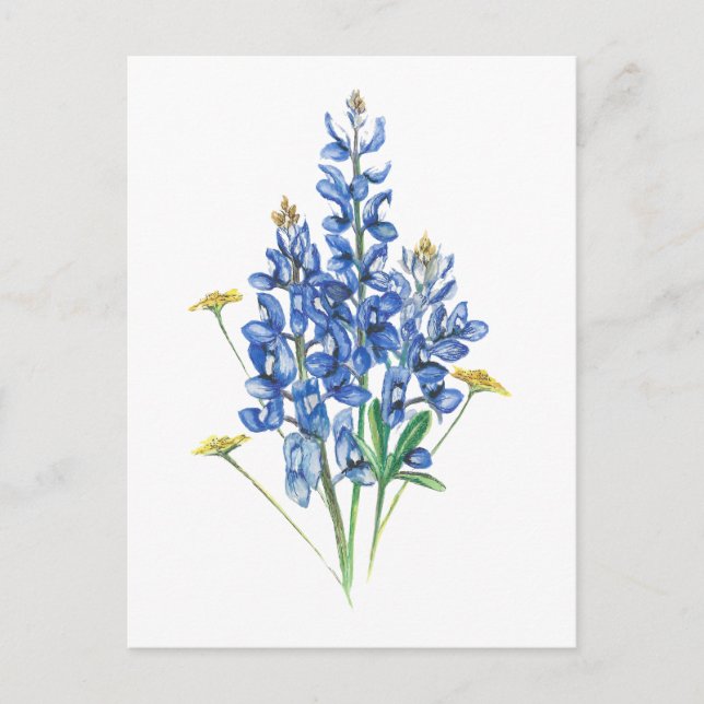 Bluebonnets and Wildflowers Postcard (Front)