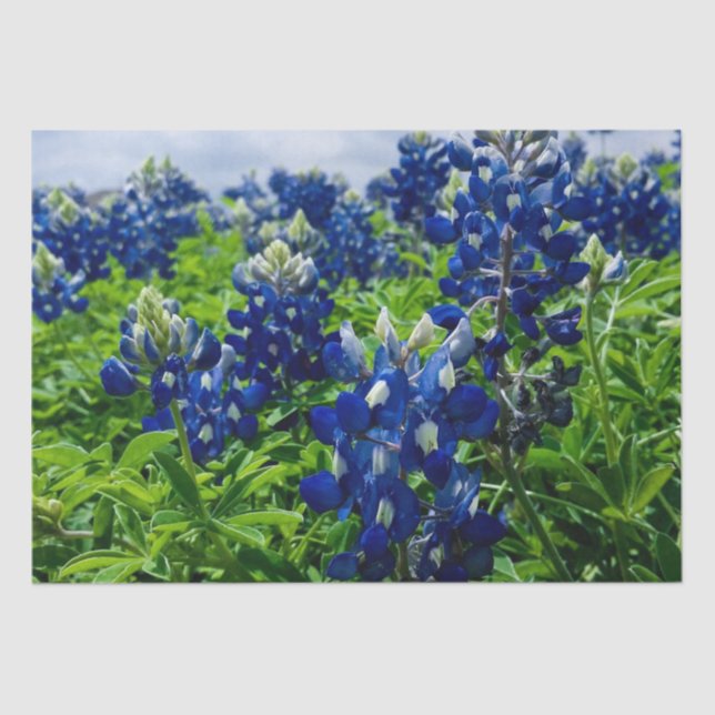 Bluebonnets Blue Floral Texas Texan Elegant  Tissue Paper (Front)