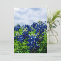Bluebonnets Blue Flowers Texas Texan Floral