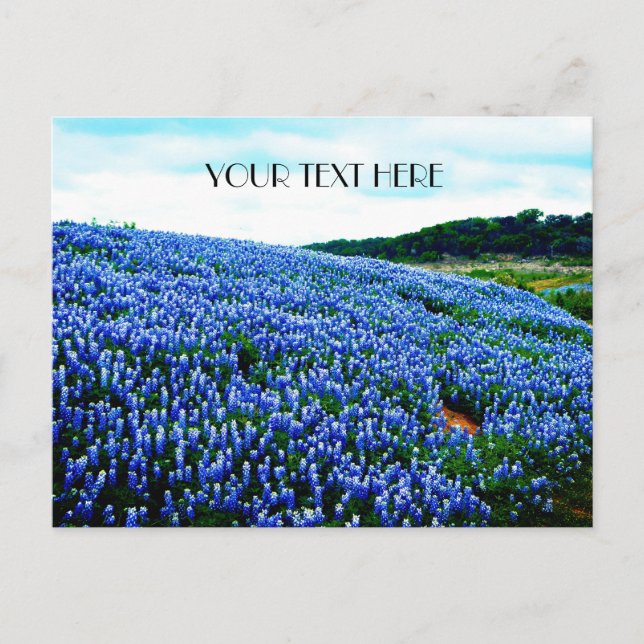 Bluebonnets Blue Flowers Texas texan Floral  Postcard (Front)