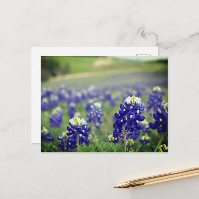 Bluebonnets Blue Flowers Texas Texan Floral Postcard (Front/Back In Situ)