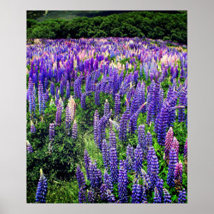 Bluebonnets Blue Flowers Texas Texan Floral Poster