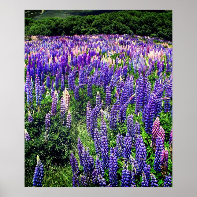 Bluebonnets Blue Flowers Texas Texan Floral Poster (Front)