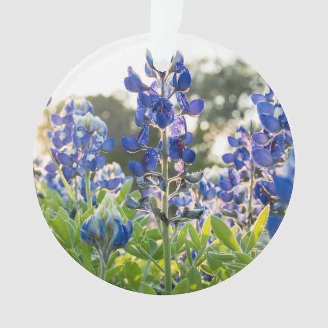 Bluebonnets Blue Flowers Texas Texan Lupine Ornament (Front)