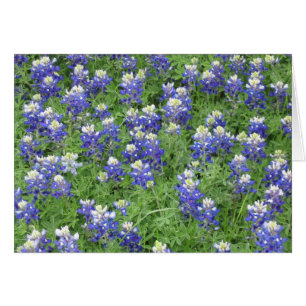 Bluebonnets in a field