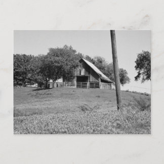 Bluebonnets in Spring Postcard