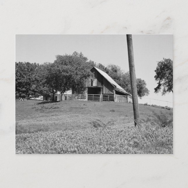 Bluebonnets in Spring Postcard (Front)