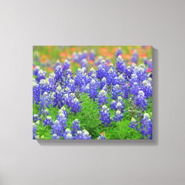 Bluebonnets of Spring Canvas Print (Front)