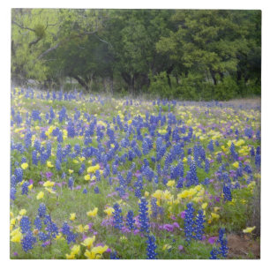 Bluebonnets, primrose, and phlox tile