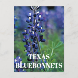 Bluebonnets Texas State Flower Blue Floral Lupine Postcard