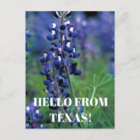 Bluebonnets Texas State Flower Blue Floral Lupine