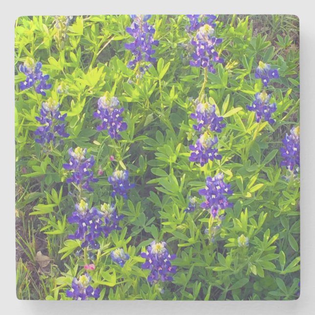 Bluebonnets Texas State Flower Wildflowers Photo Stone Coaster (Front)