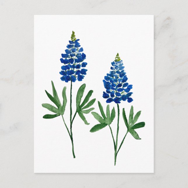 Bluebonnets Texas State Flowers Lupine Watercolor  Postcard (Front)