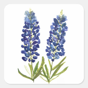 Bluebonnets Texas State Flowers Lupine Watercolor Square Sticker