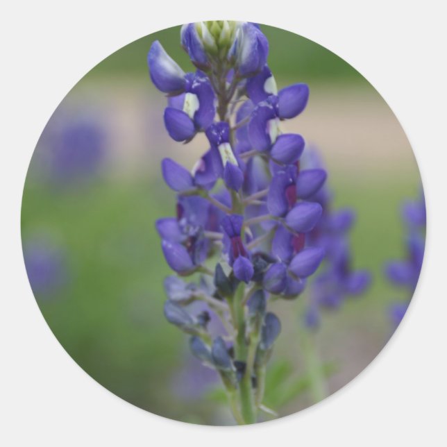 BlueBonnett Classic Round Sticker (Front)