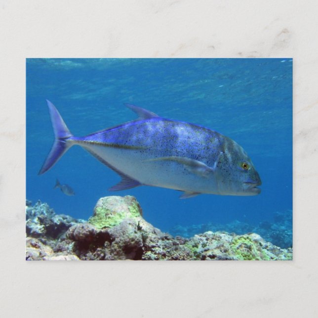 Bluefin Trevally Postcard (Front)
