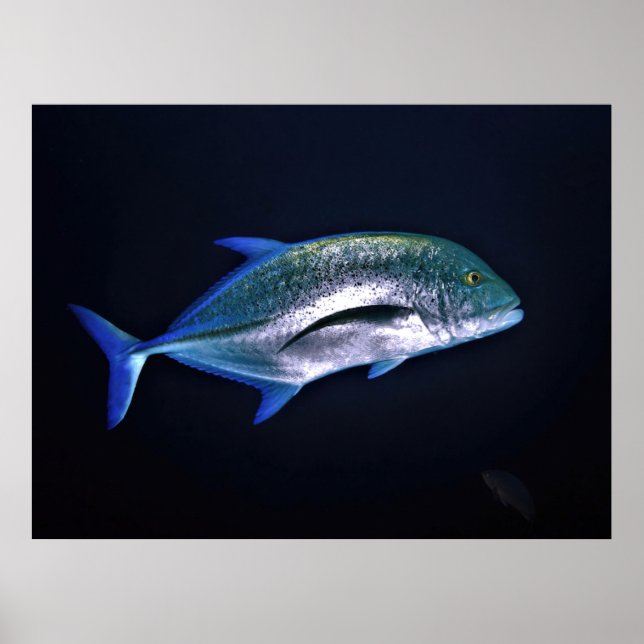 Bluefin Trevally Poster (Front)