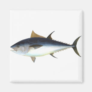 Bluefin Tuna illustration Magnet