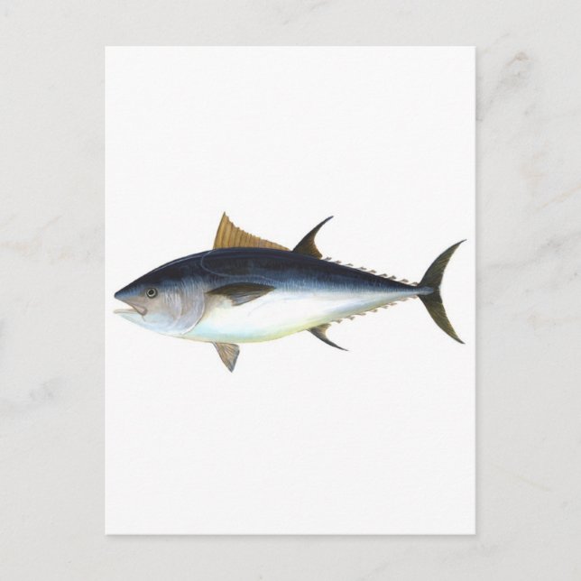 Bluefin Tuna illustration Postcard (Front)