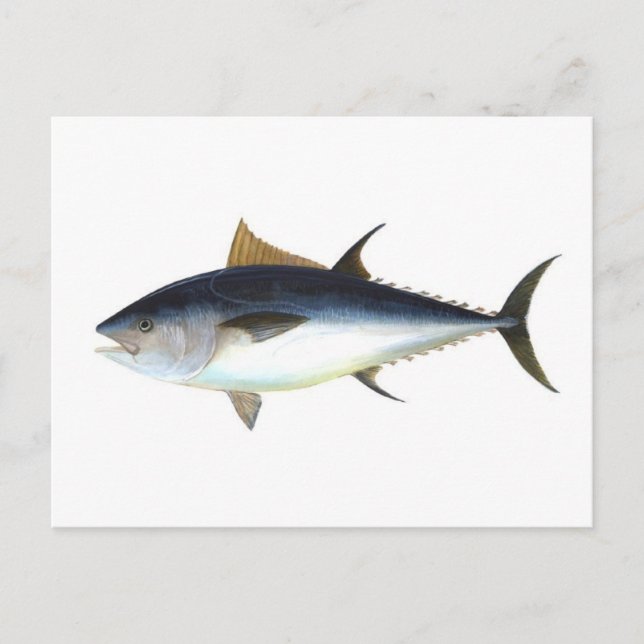 Bluefin Tuna Postcard (Front)
