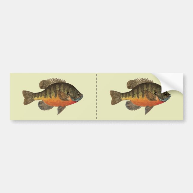 Bluegill Bream Bumper Sticker (Front)