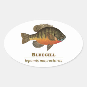 Bluegill Bream Fishing Oval Sticker