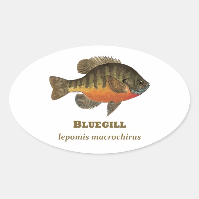 Bluegill Bream Fishing Oval Sticker (Front)