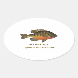 Bluegill Bream Fishing Oval Sticker