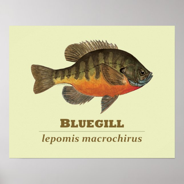 Bluegill Bream Fishing Poster (Front)