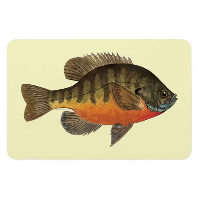 Bluegill Bream Magnet (Horizontal)
