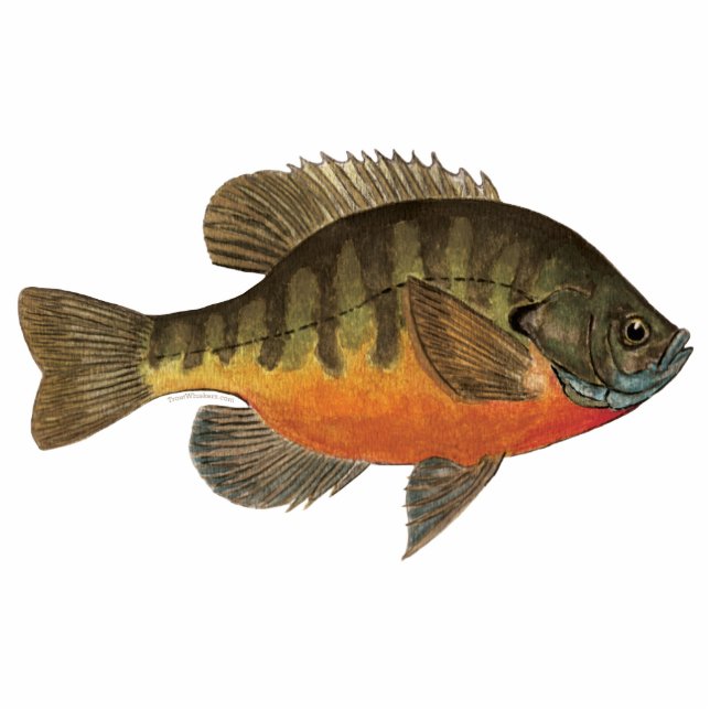 Bluegill Bream Photo Sculpture Magnet (Front)