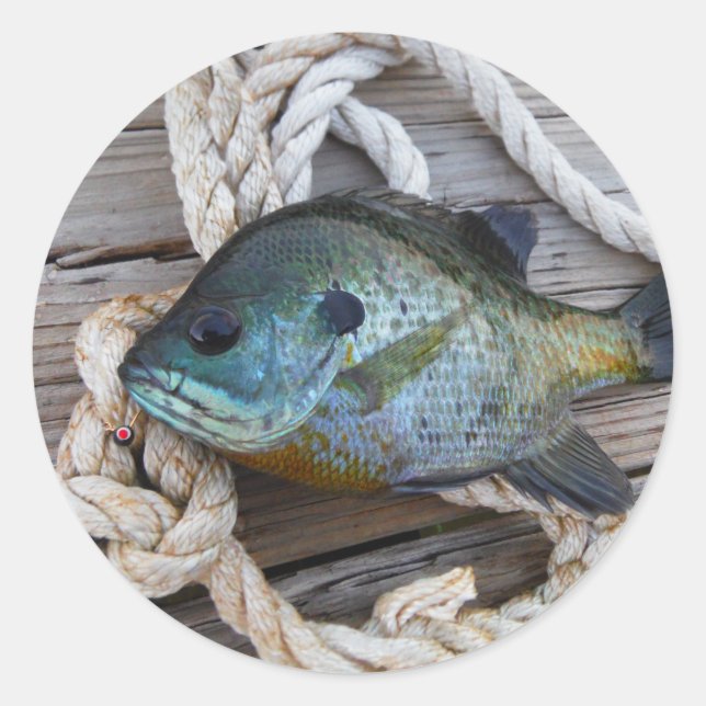 Bluegill fish on dock and rope classic round sticker (Front)