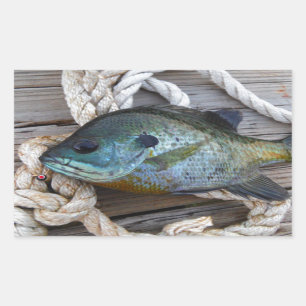 Bluegill fish on dock and rope rectangular sticker
