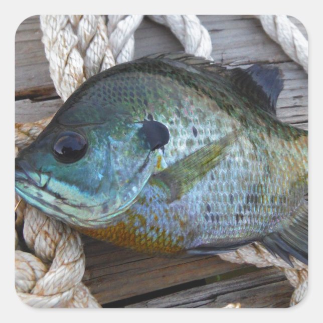 Bluegill fish on dock and rope square sticker (Front)