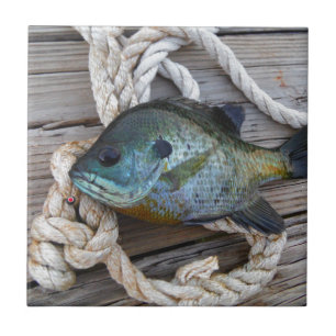 Bluegill fish on dock and rope tile