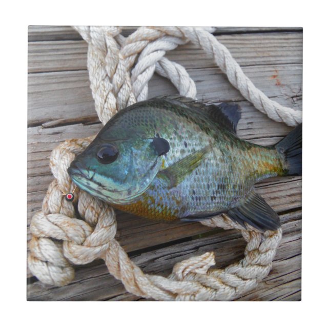 Bluegill fish on dock and rope tile (Front)